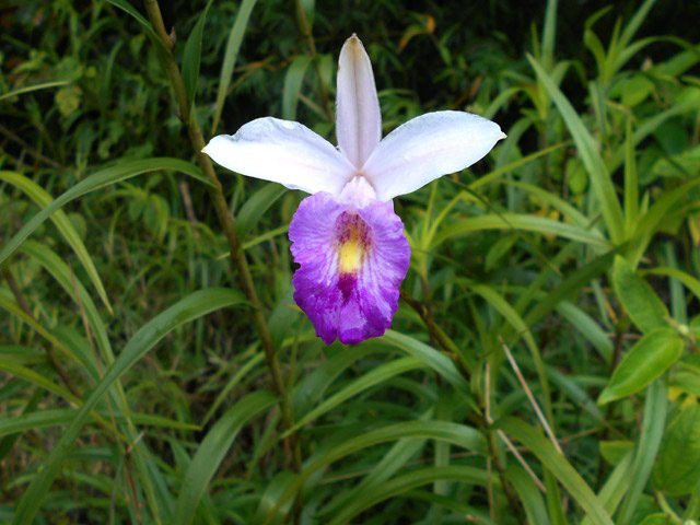 Dès le parking, les orchidées bambous envahissent les fossés