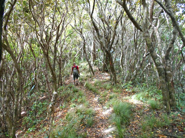 Partie agréable de la descente sur un sentier presque plat