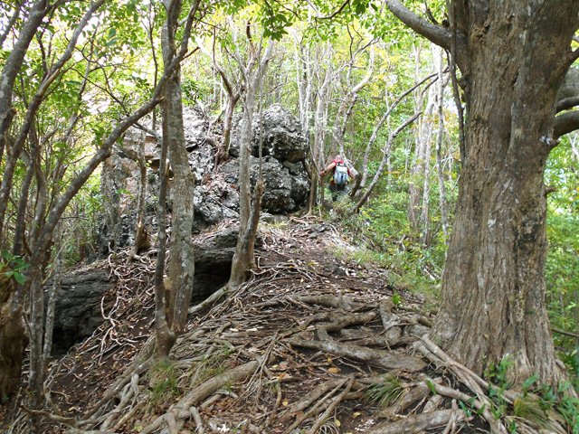 Petit détour facultatif pour se rendre sur le lionceau