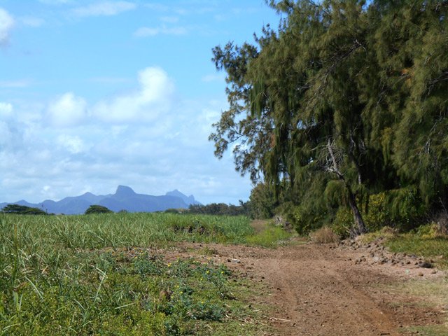 La piste le long des cannes et la montagne du Lion à l'horizon