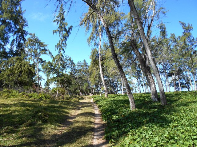 Piste sableuse sous les filaos