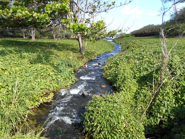 Franchissement d'un ruisseau d'eau très claire