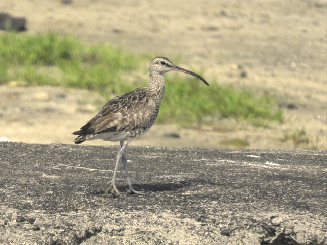 Un coulis cendré au repos après la pêche aux crabes