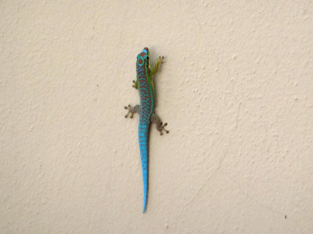 Un gecko sur le mur d'un hôtel qu'on frôle en passant sur le sable
