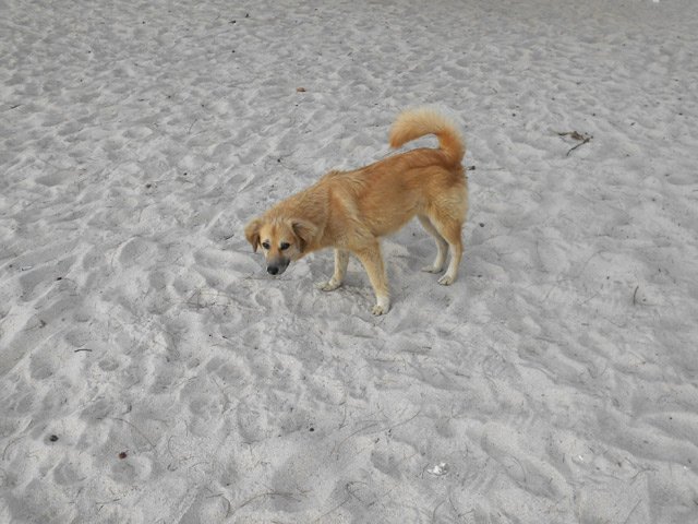 L'animal le plus répandu sur l'île