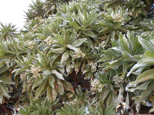 Un grand veloutier en bord de mer