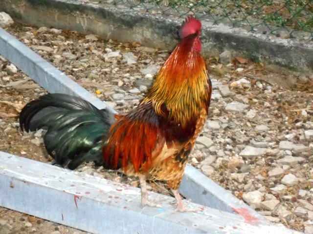 Le crépuscule chasse ce coq vers sa basse cour