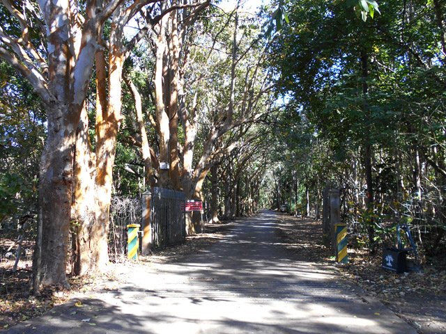 Il fait si bon marcher à l'ombre de ces grands arbres