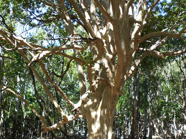 C'est un festival pour les amateurs de beaux spécimens