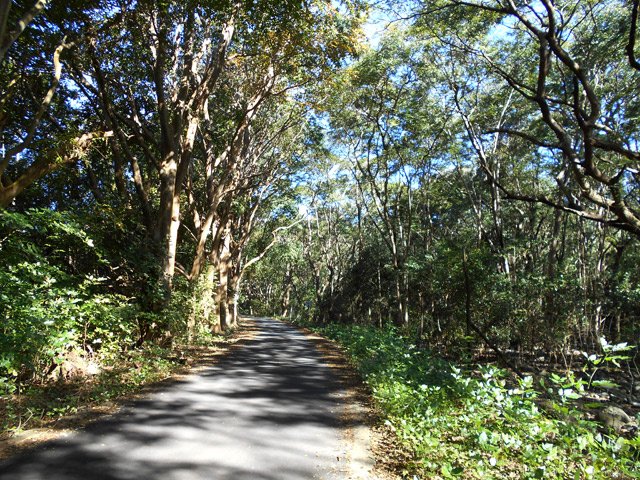 C'est étroit cependant les véhicules y roulent