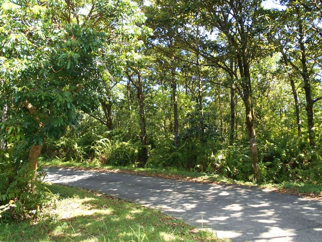 La Route Forestière de Basse Vallée qu'on traverse quelques fois
