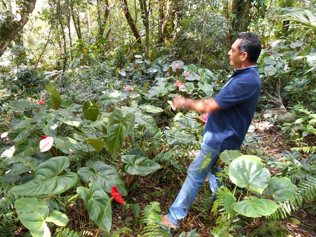 Jim Bègue, intarissable sur les plantes endémiques ou non