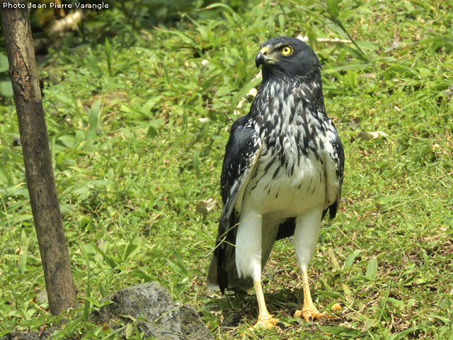 Le busard de maillard ou papangue, ici le mâle au regard perçant