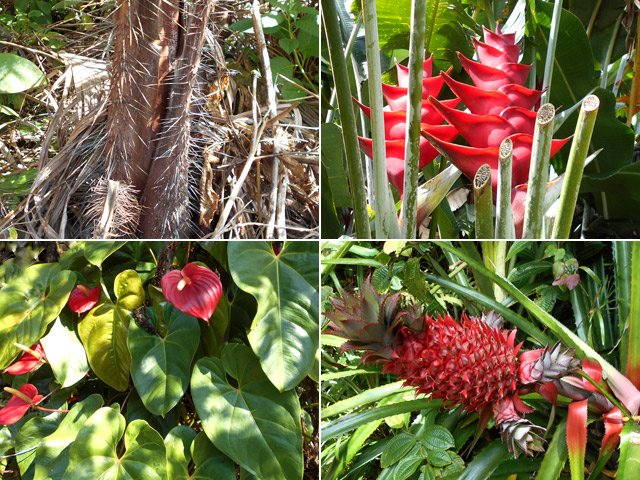 Des dizaines de plantes aromatiques, décoratives ou florales