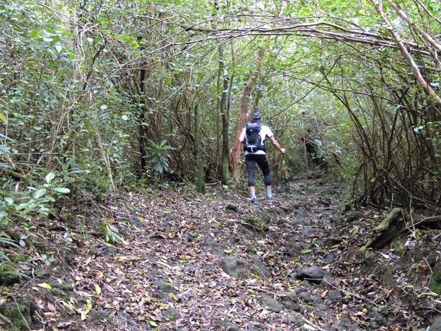 Ancienne piste caillouteuse sous les jamrosas