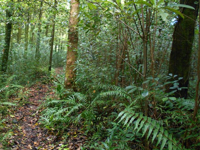 Une portion plate dans les bois de couleurs et les fougères