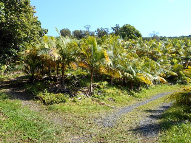 On se retrouve très vite dans les cultures de palmistes