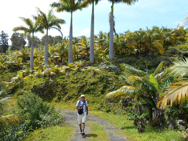Les palmistes sont partout, même sur les talus