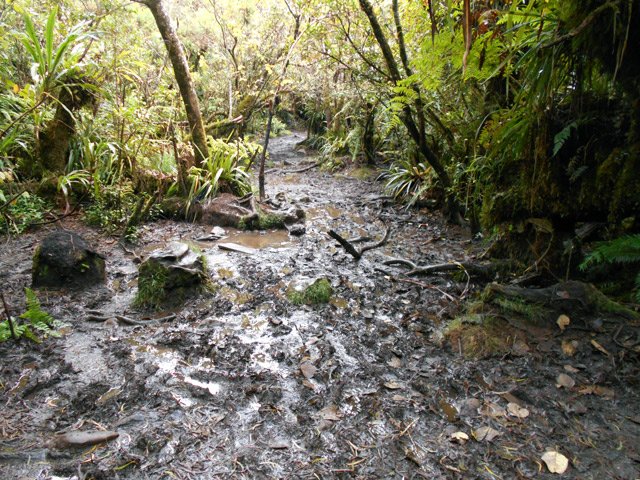 Le sentier du Trou de fer est VRAIMENT boueux. Avis aux amateurs