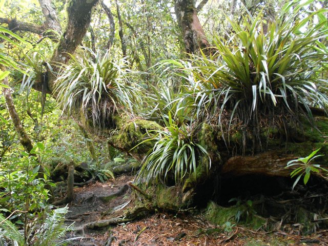 Il y a tellement de boue que les ananas marrons préfèrent les troncs d'arbres