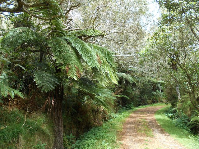 La piste vers le Piton des Neiges
