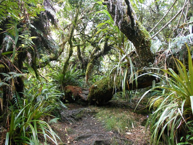 Le sentier vers le Cap Anglais comporte également de la boue