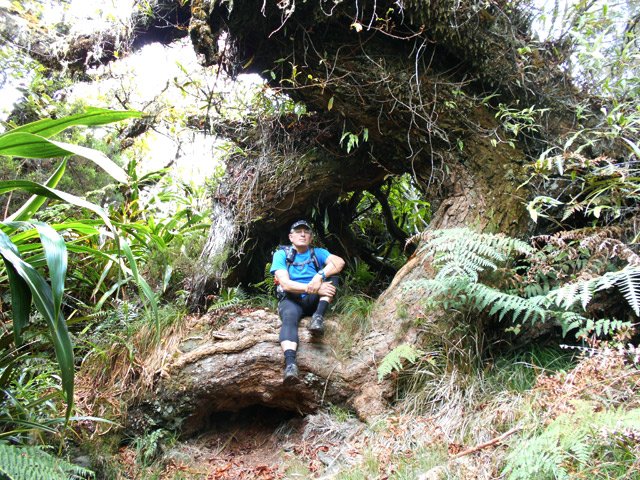 Un énorme pied de tamarins des Hauts dans la montée
