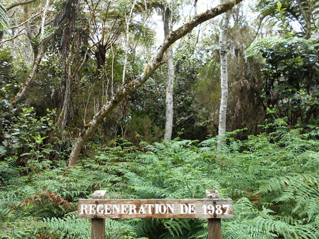 Des tamarins plantés près du sentier des Tamarins, âgés de 30 ans
