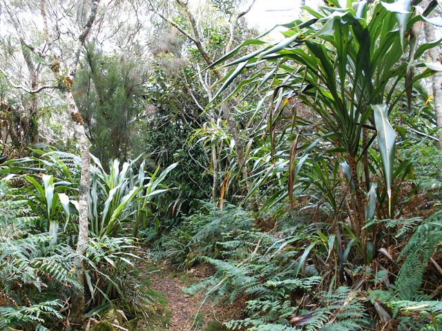 Sentier des Tamarins, très agréable dans les cannes marronnes