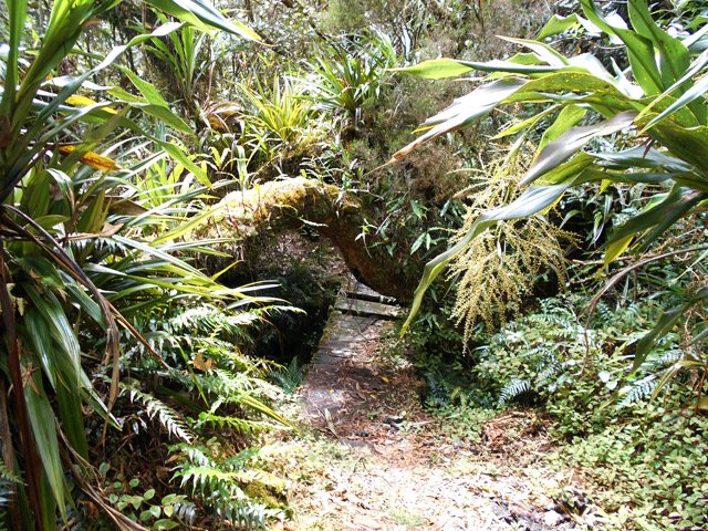 Marcher sur la poutre plutôt que sur les planches de la passerelle vermoulue