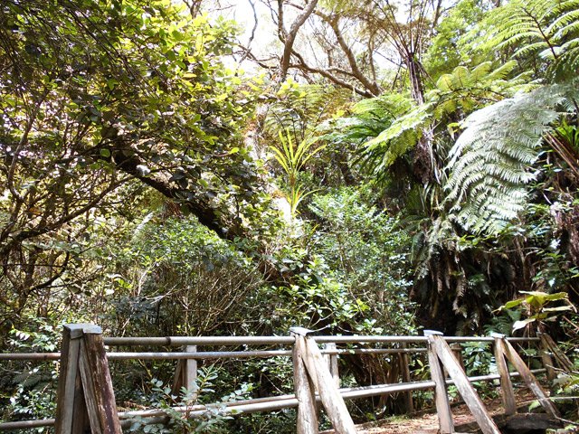 Les ravines, envahies de végétation, se franchissent sur des passerelles