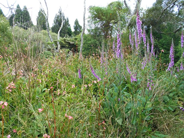 Les zones déboisées se recouvrent de digitales et bégonias