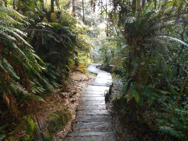 Un pur plaisir de marcher en étudiant les fougères de chaque côté