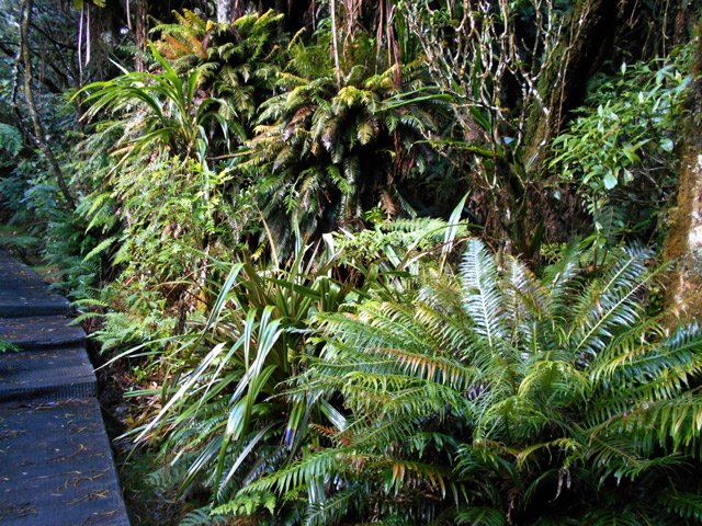 La forêt primaire est toute proche