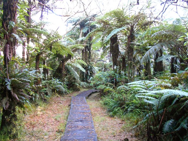 Une clairière envahie par de hauts fanjans