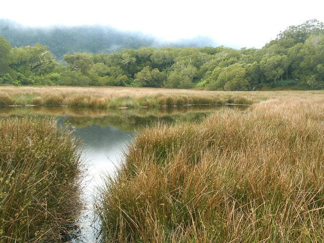 La mare, envahie de joncs. On peut en faire le tour, surtout si le niveau d'eau est faible