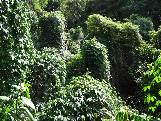 La liane de Gandelour (rose de bois) envahit certaines zones hors sentier