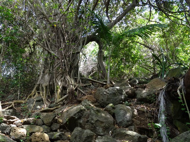 Cet affouche pousse difficilement sur un sol essentiellement rocailleux