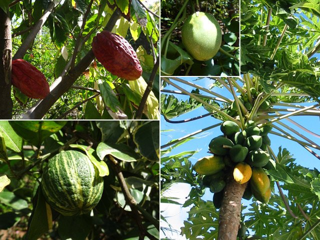Des fruits toute l'année pour de belles leçons de choses