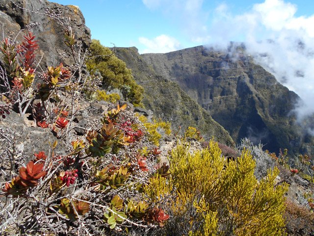 Les petits bois de rempart foisonnent dans la zone