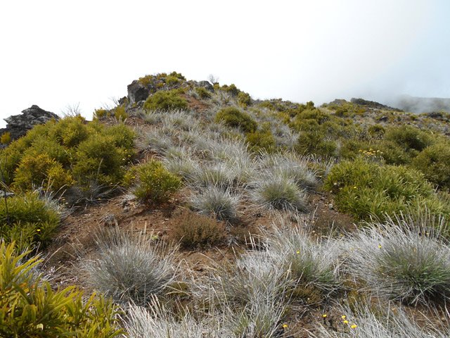 Une sorte de fétuque recouvre le sol par endroits pour un cheminement facile