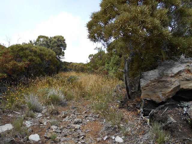 Le début de la piste qui redescend vers la RF de la Scierie