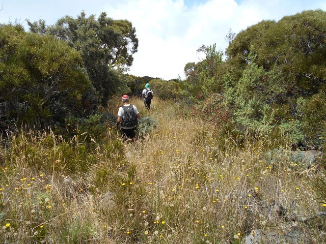 Les herbes sont hautes mais une trace de passage facilite la marche
