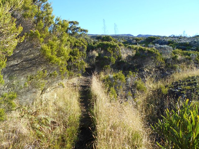 Le sentier qui coupe les lacets de la RF du Haut Tévelave