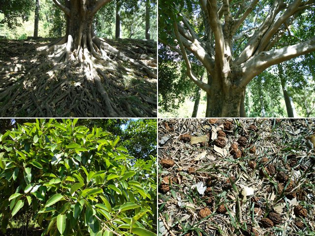 Un arbre énorme en rive gauche (dont je recherche le nom : merci)
