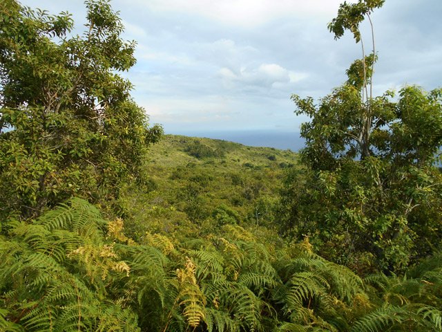 Une idée de la végétation traversée durant toute la boucle