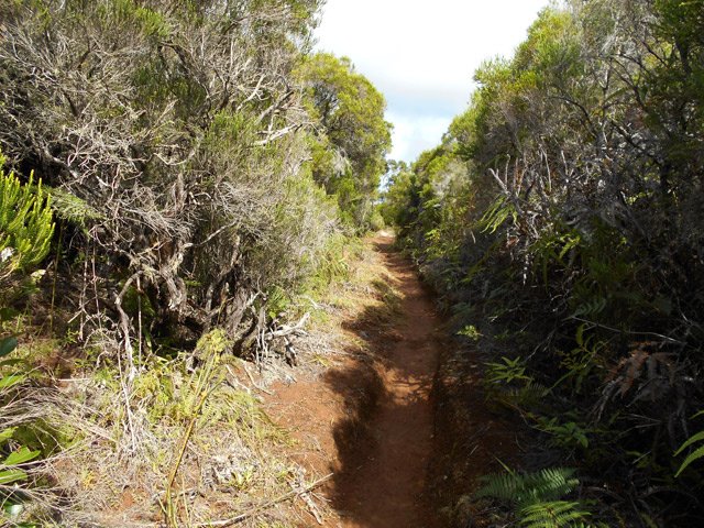 Le sentier entre les branles verts est creusé par les nombreux passages