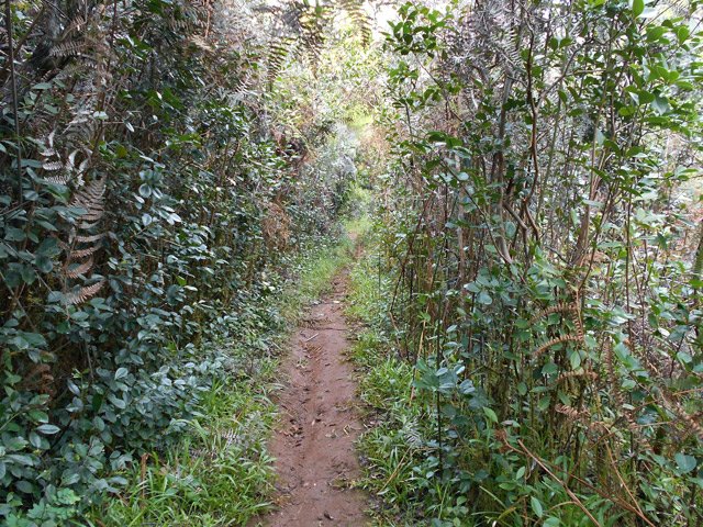 On repart vers le Nord dans les goyaviers