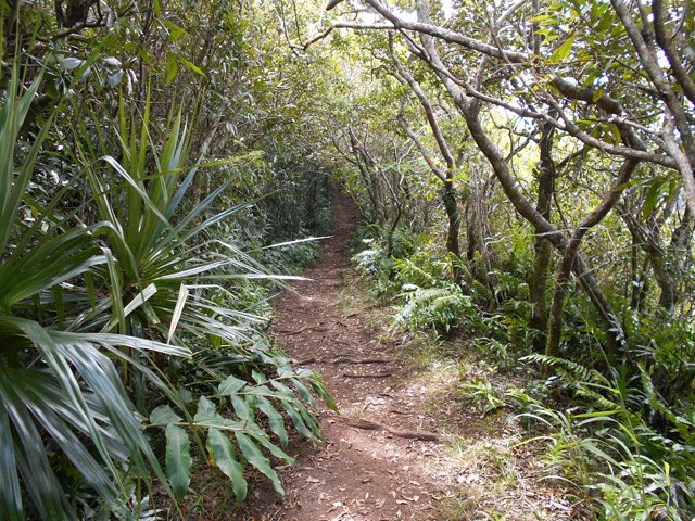 Mais quelques portions très agréables à l'ombre des bois de couleurs et goyaviers