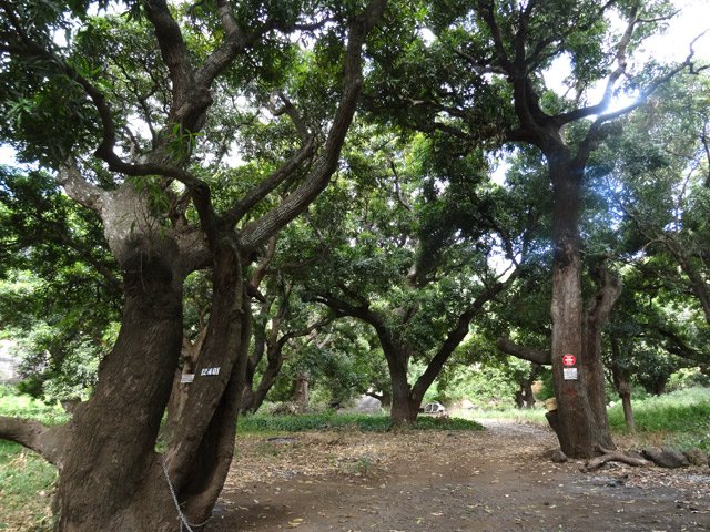 Les énormes manguiers vers la Ravine Divon